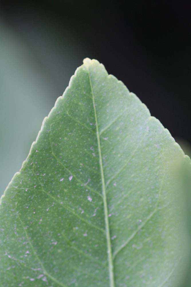              Margin (Limoneira 8-A, Riverside, CA)       